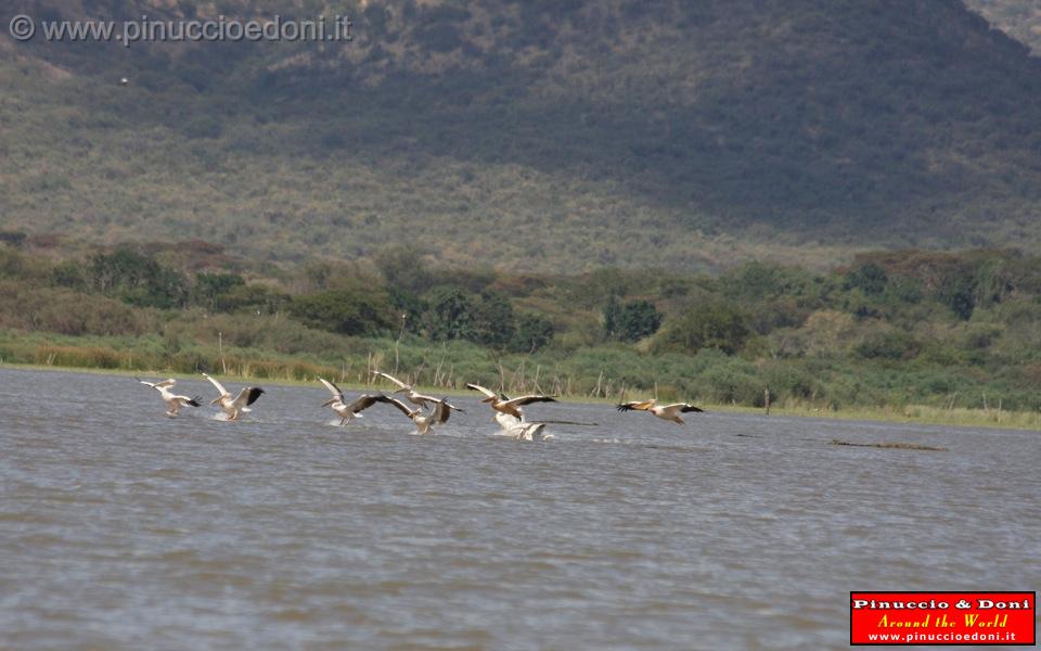 Ethiopia - Lago Chamo - Pellicani - 06.jpg